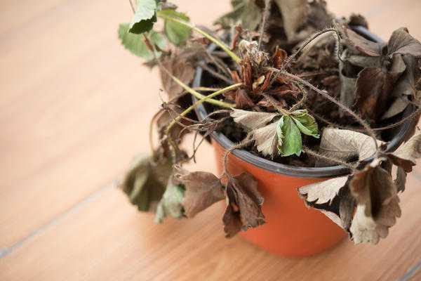 Вилт клубники и малины, вызванный вертициллезом: профилактика, диагностика и лечение.