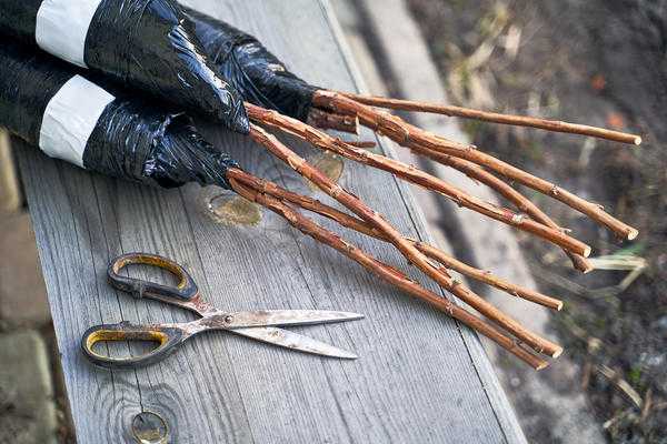 Скромные ягодные кустарники для приусадебных участков: сорта, посадка, уход