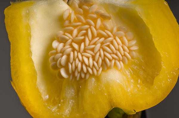 Ваши семена: выращивайте, собирайте, сохраняйте