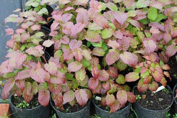 Создание фруктового сада: выбор и посадка