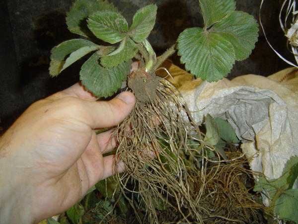 Фитофтора клубники и малины: причины, профилактика, фото