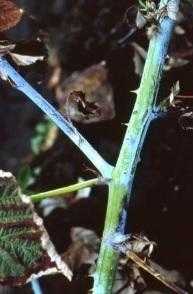 Вилт клубники и малины, вызванный вертициллезом: профилактика, диагностика и лечение.