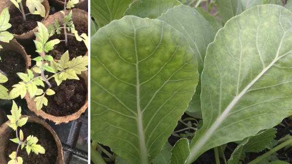 Как определить, чего не хватает листьям?