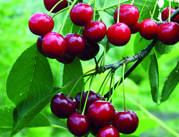 Создание фруктового сада: выбор и посадка