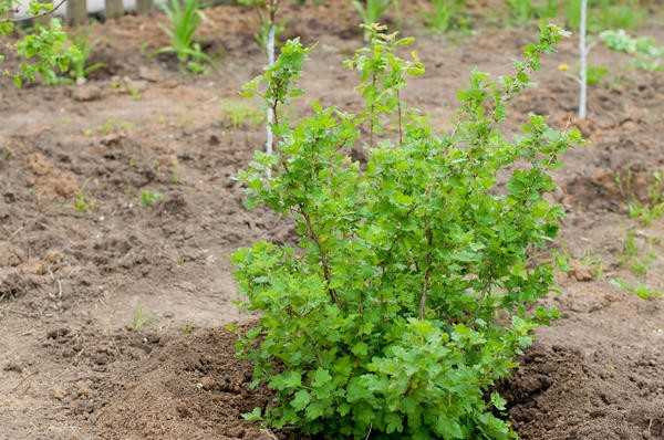 Скромные ягодные кустарники для приусадебных участков: сорта, посадка, уход