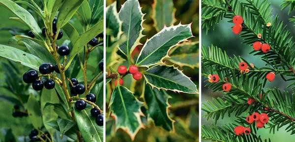 Деревья и кустарники с великолепными плодами: осенние жемчужины для вашего сада