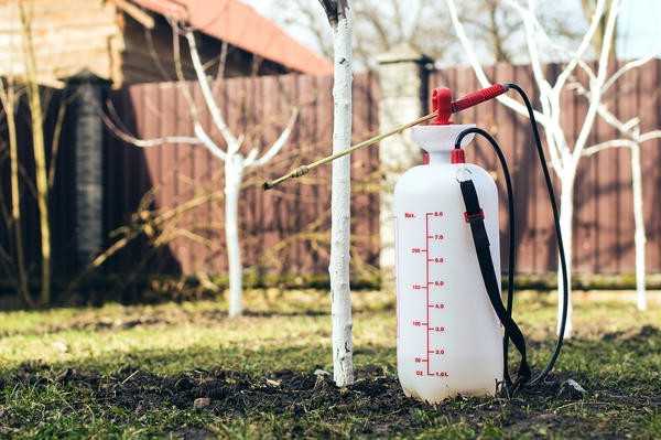 Почковый клещ у гусениц: что с этим делать?