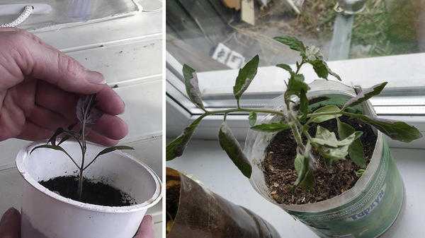 Как определить по листьям побега, что ему нужно?