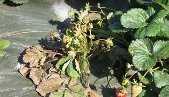 Фитофтора клубники и малины: причины, профилактика, фото