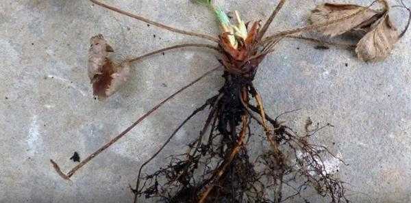 Фитофтора клубники и малины: причины, профилактика, фото