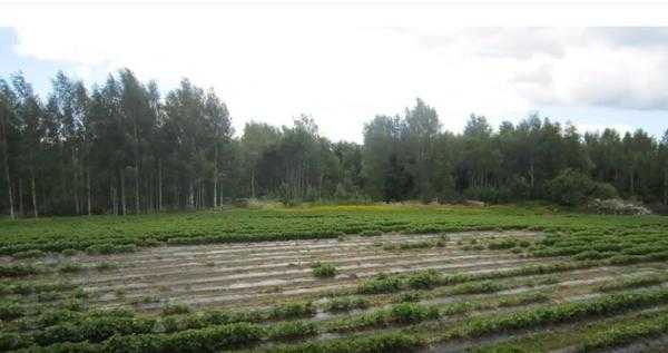 Фитофтора клубники и малины: причины, профилактика, фото