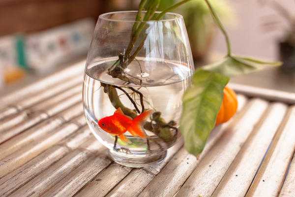 Подкормите домашние цветы натуральным удобрением