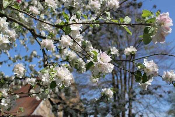 Плюсы и минусы фруктового сада в деревне