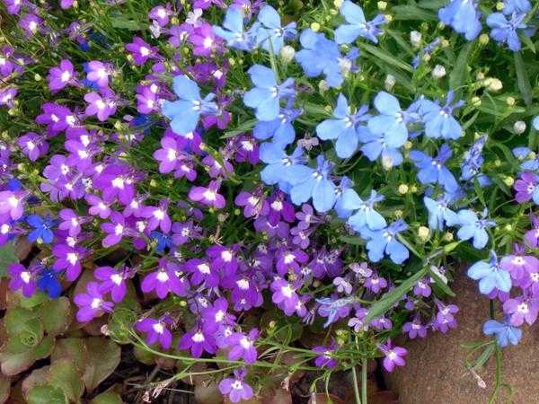 8 цветущих растений для посева на рассаду в феврале.