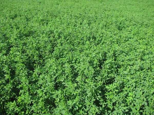 Осенняя подкормка – удобрение и улучшение почвы