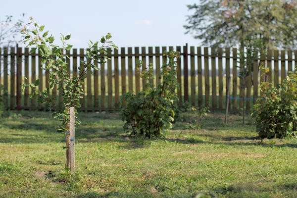 Создание фруктового сада: выбор и посадка