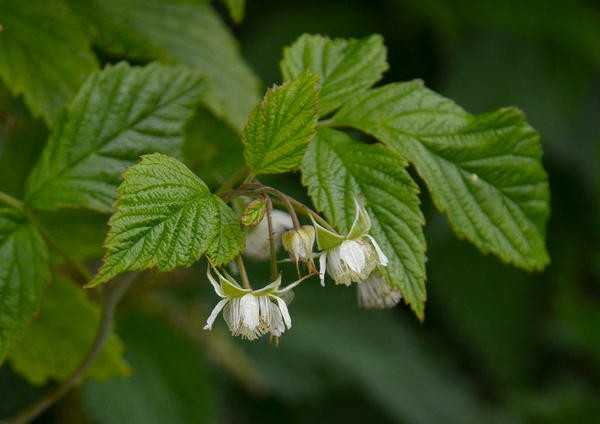 Малиновый жук. Меры борьбы: методы выращивания, народные средства, препараты.