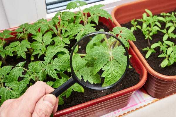 Как по листьям определить, чего не хватает вашим растениям?