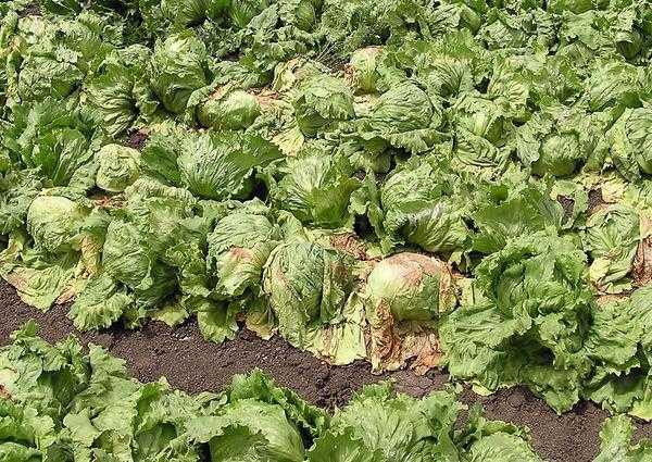 Вилт клубники и малины, вызванный вертициллезом: профилактика, диагностика и лечение.