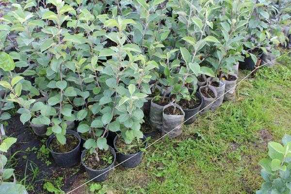 Саженцы плодовых деревьев - как выбрать сорт для своего сада?