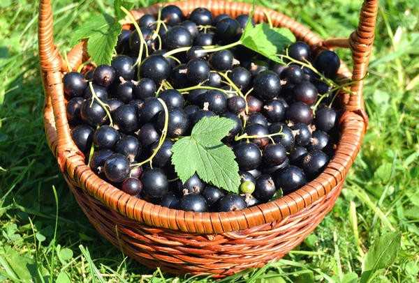 Почковый клещ на черной смородине: что делать?