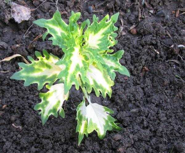 Посадка цветущих растений в открытом грунте: общие правила