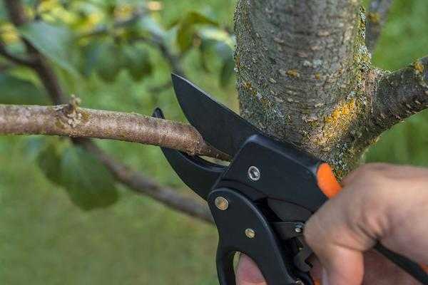 Обрезка плодовых деревьев: термины, правила и инструменты