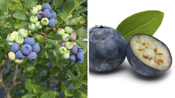 Голубика или голубика? Как отличить два растения