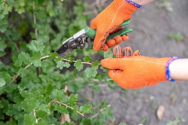 Скромные ягодные кустарники для приусадебных участков: сорта, посадка, уход