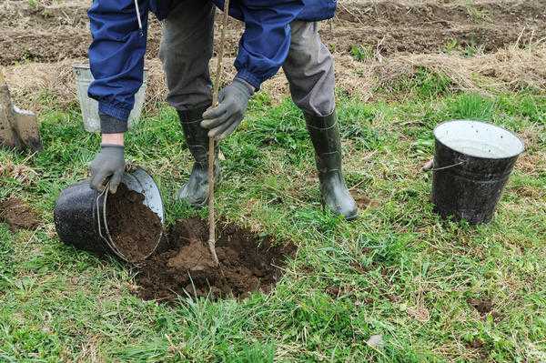 Создание фруктового сада: выбор и посадка