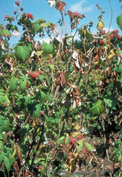 Фитофтора клубники и малины: причины, профилактика, фото