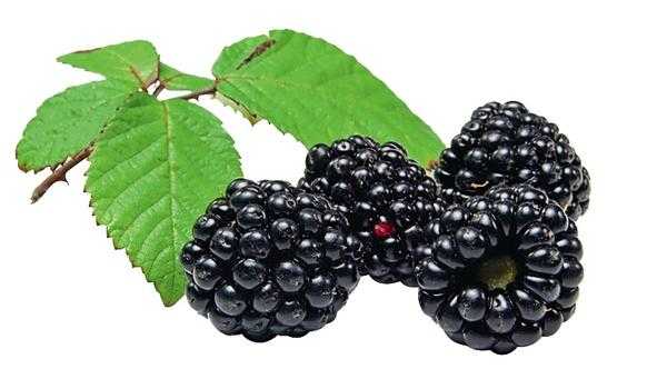 Ягодные кусты летом: секреты хорошего урожая