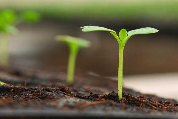 Когда сажать овощи - рассчитайте сроки по формуле.