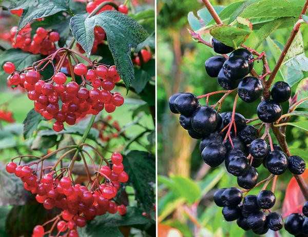 Деревья и кустарники с великолепными плодами: осенние жемчужины для вашего сада