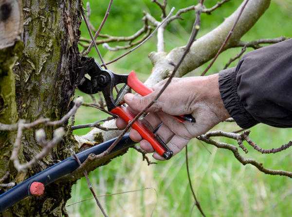Обрезка плодовых деревьев: термины, правила и инструменты