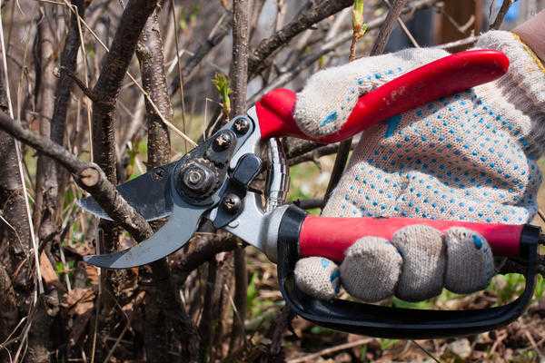 Обрезка плодовых деревьев: термины, правила и инструменты