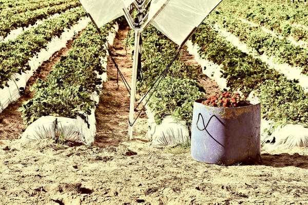 Вилт клубники и малины: профилактика, диагностика и лечение.