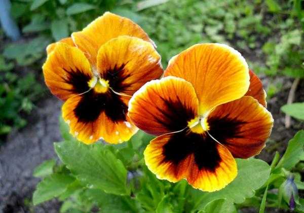 8 цветущих растений, посеянных на рассаду в феврале.