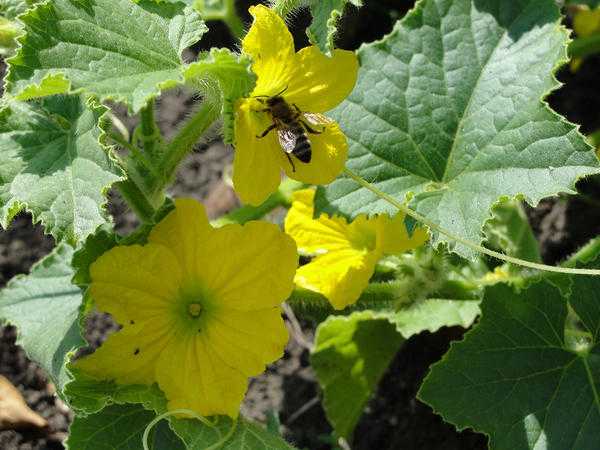 Ваши семена - как вырастить, собрать и сохранить семена?