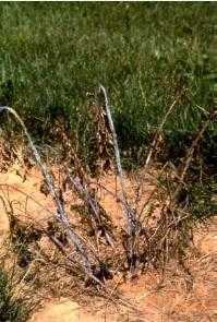 Вилт клубники и малины, вызванный вертициллезом: профилактика, диагностика и лечение.