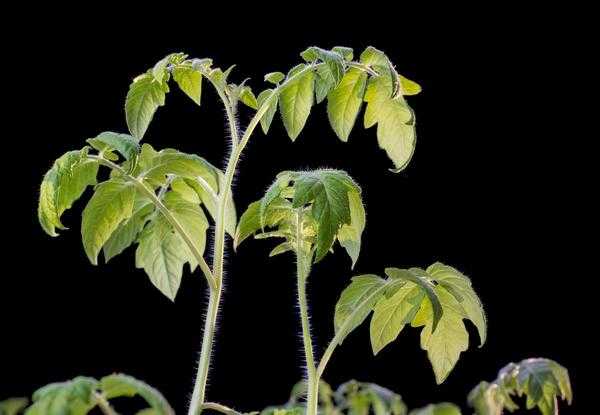 Дни переработки овощей в почве и в теплице