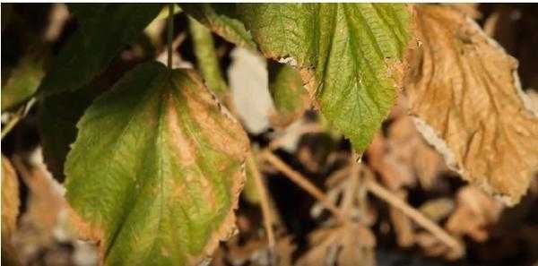 Фитофтора клубники и малины: причины, профилактика, фото