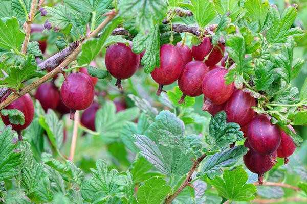 Смородина и крыжовник: советы по выращиванию от Николая Курдюмова