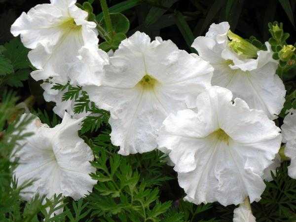 8 растений в феврале