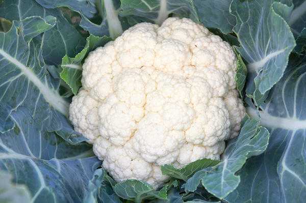 Ваши семена: выращивайте, собирайте, сохраняйте