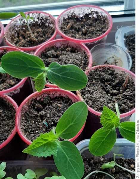 Дерзайте молодцы - 'Матвейка' F1, огурец!