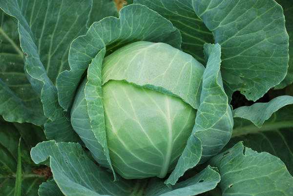 Ваши семена: выращивайте, собирайте, сохраняйте