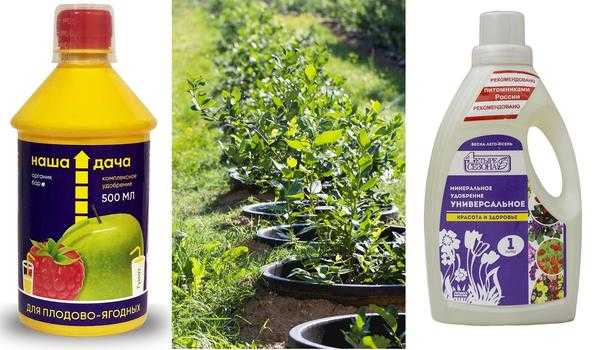 Правильные условия для голубики: почва и питательные вещества