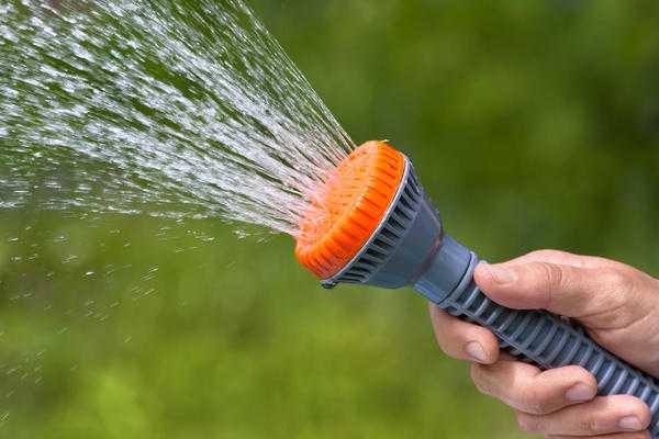 Почковый клещ у гусениц: что с этим делать?