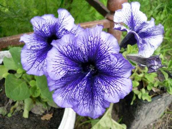 8 растений для проращивания в феврале